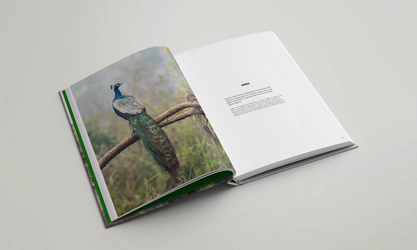 Interior spread featuring the common peafowl