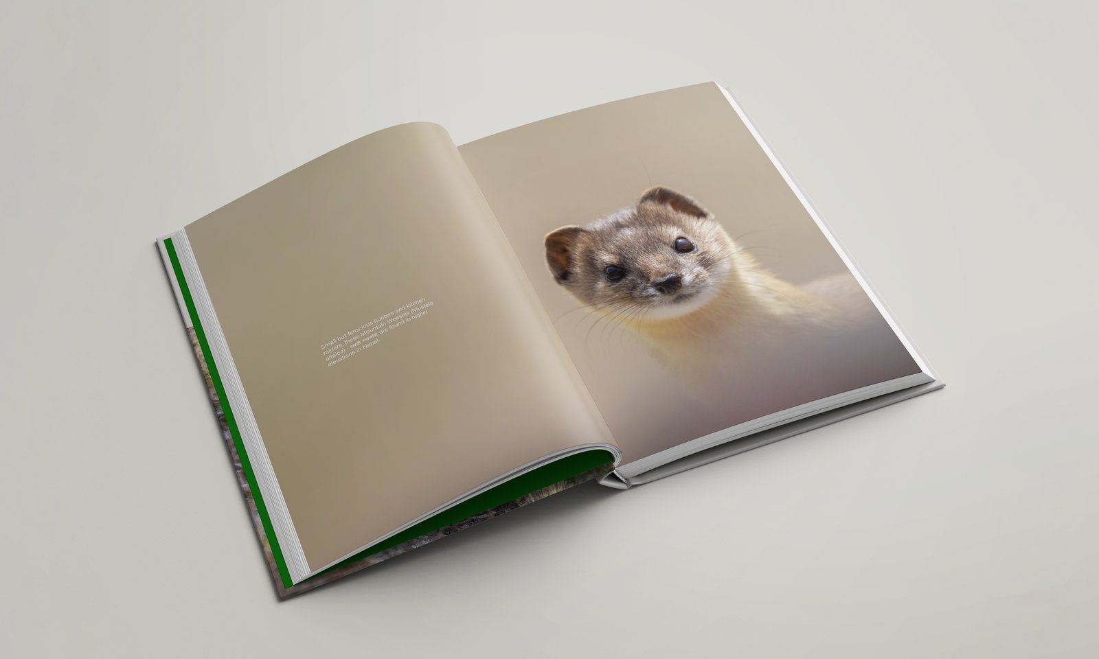 Interior spread featuring the mountain weasel
