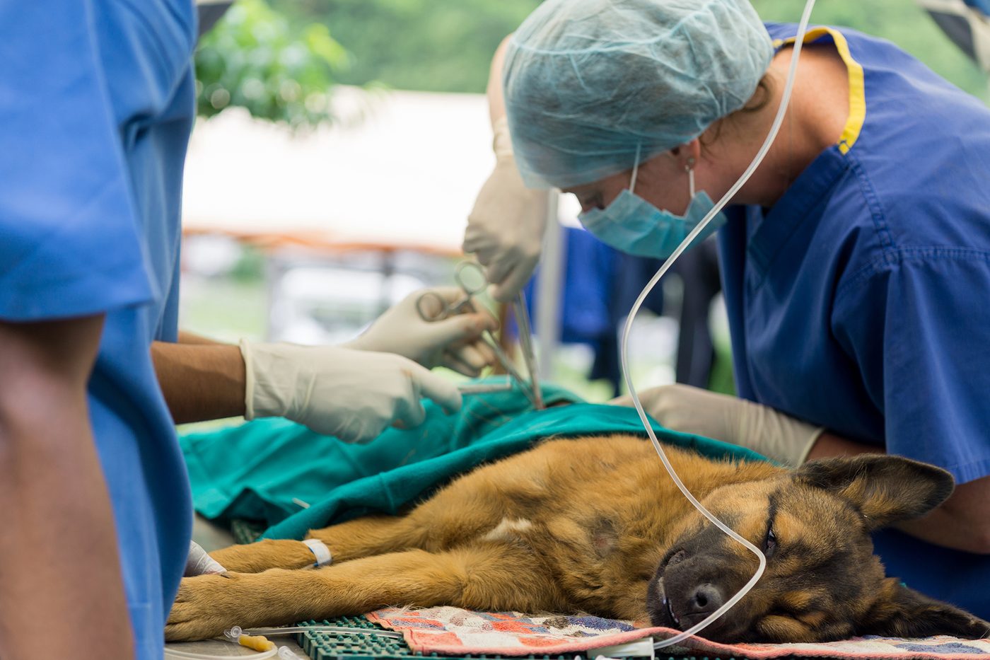 Dog undergoing a neutering procedure in the field