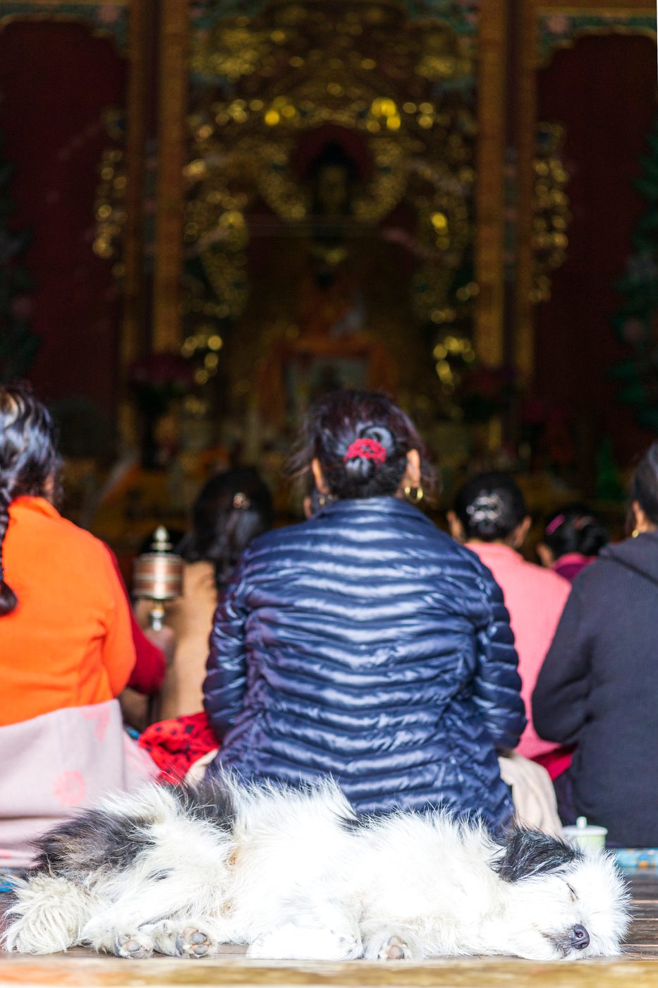 A dog resting among worshippers in a gumpa