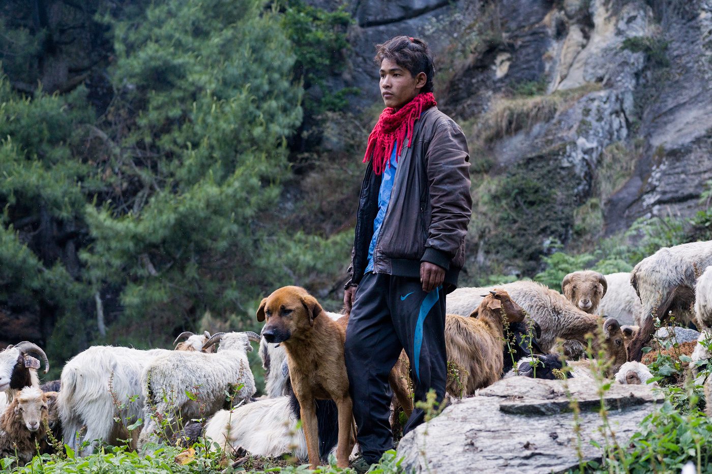 A shepherd in Koto with his flock and guardian dog, neutered in 2014