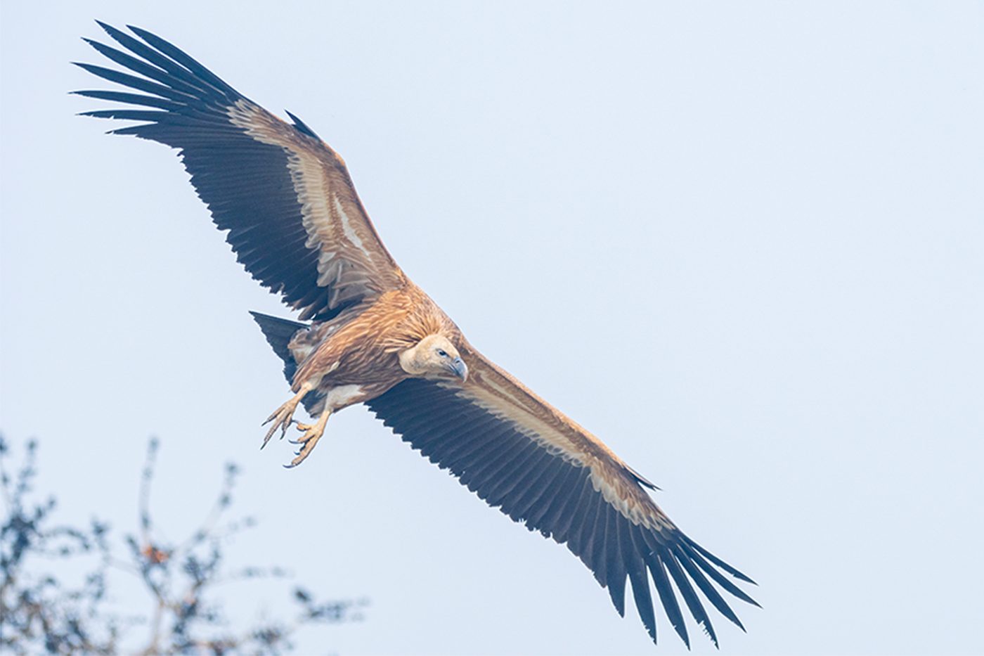 A vulture in flight, from the PhotoKTM residency