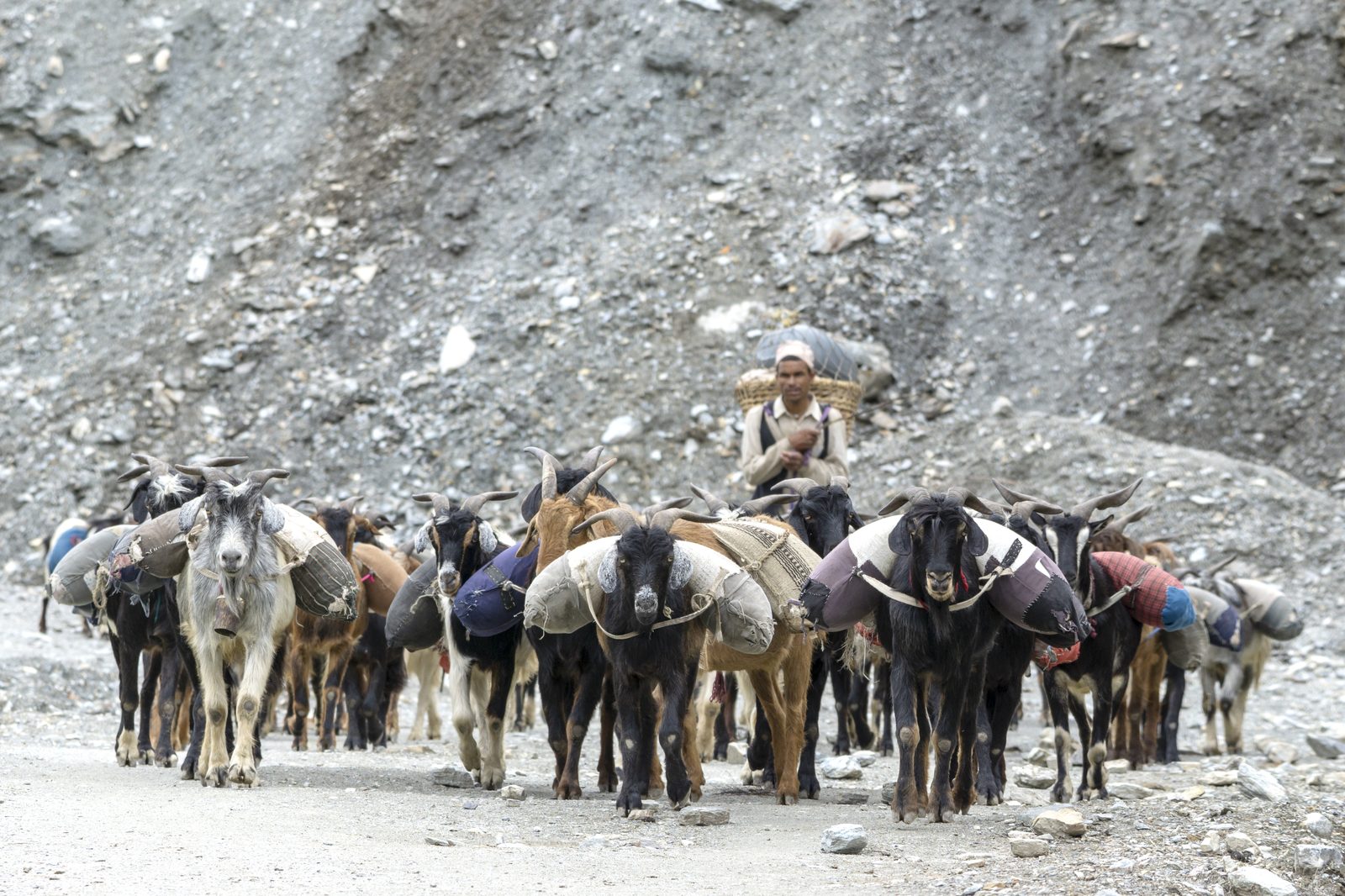 Goat herd and herder on a mountain trail