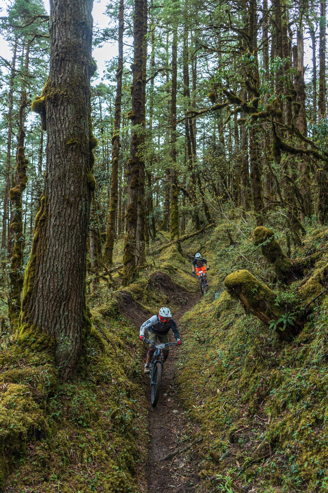 Two mountain bikers on a mossy forest trail