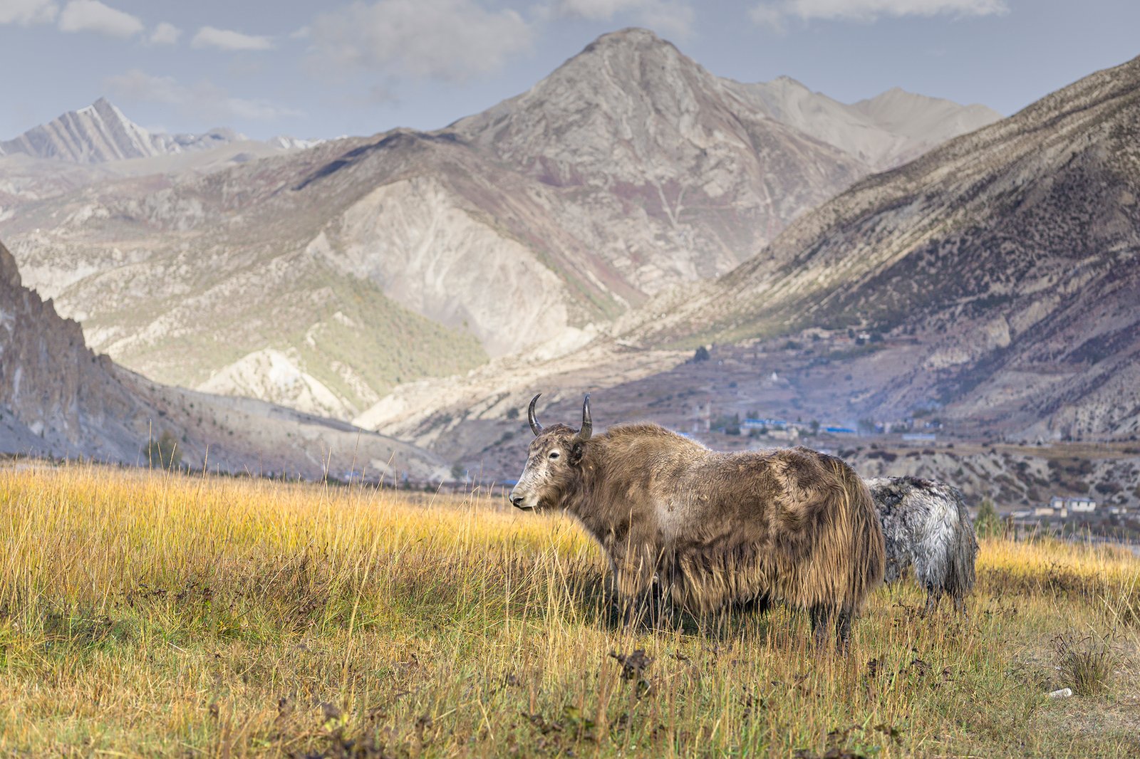 Domestic yak in Manang