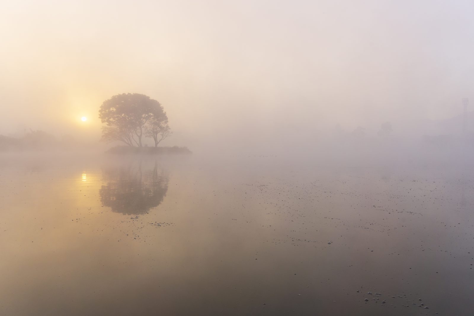 Misty sunrise over a lone tree and water