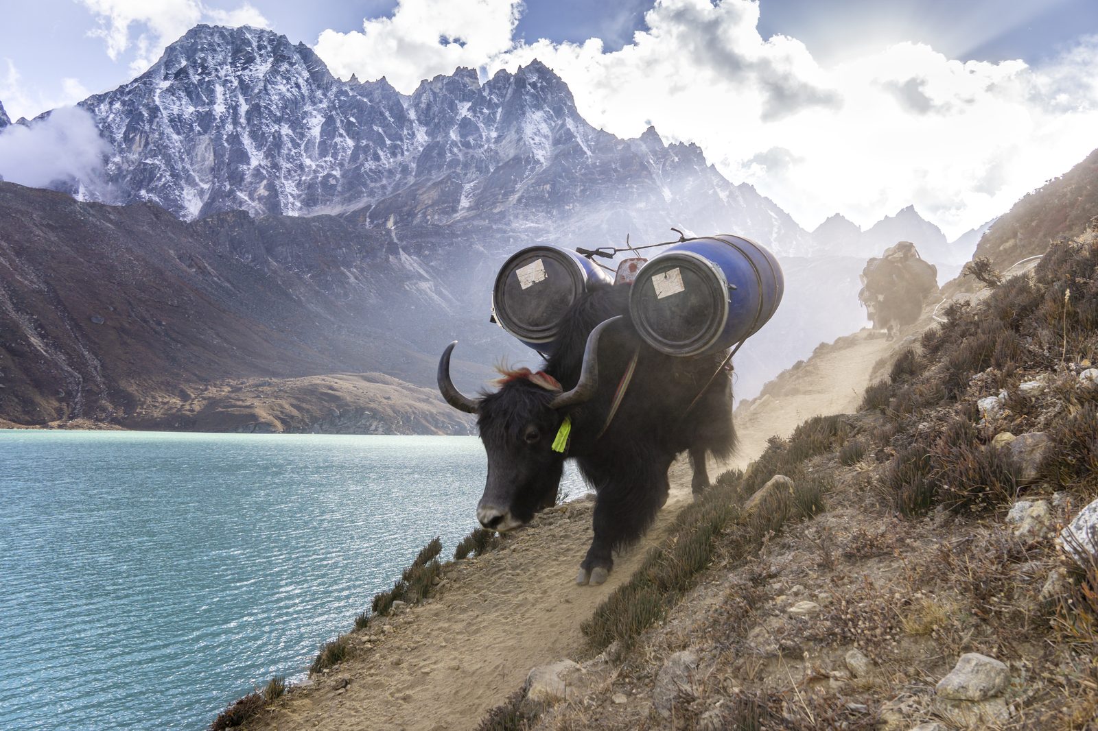 Yak beside a turquoise lake