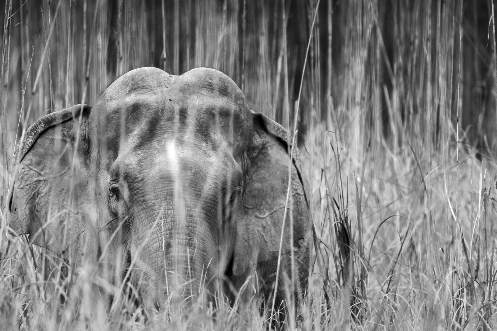 Asian elephant in tall grass