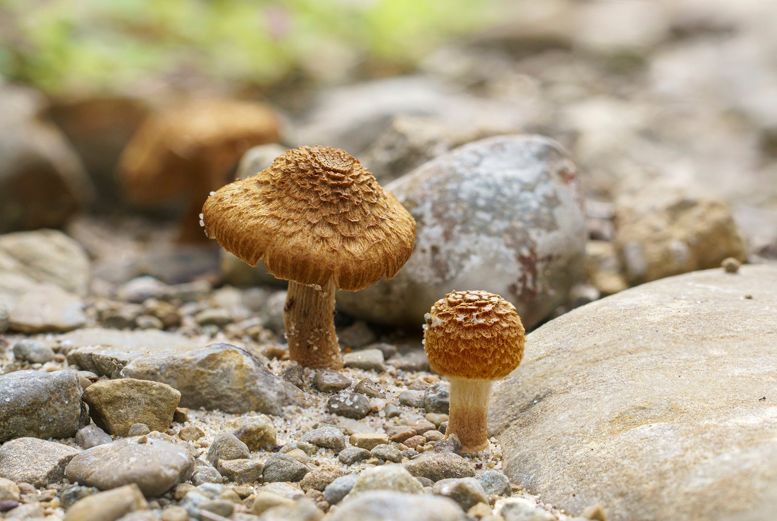 Mushrooms among riverbed stones