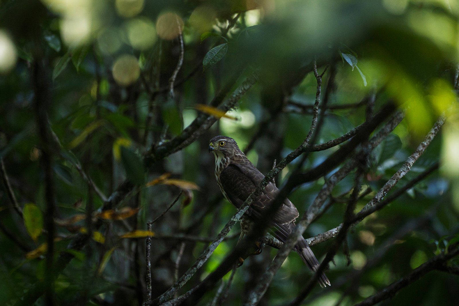 Raptor species in Dhampus