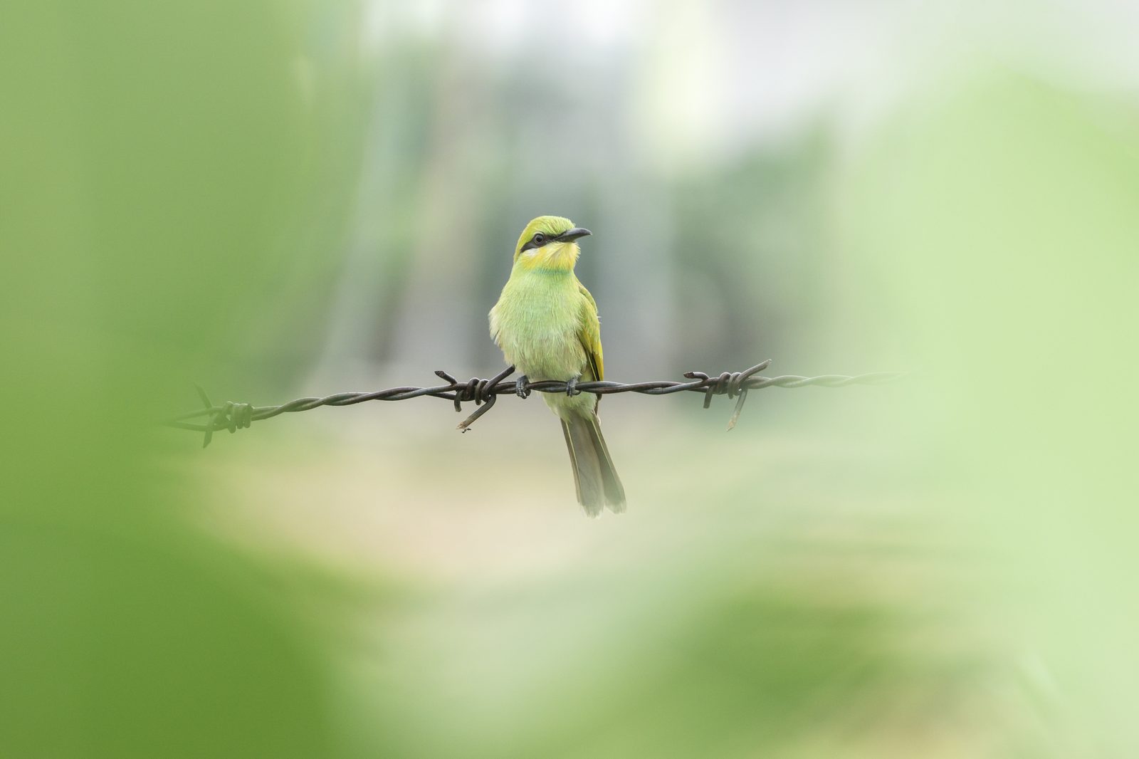 Green bee-eater on barbed wire