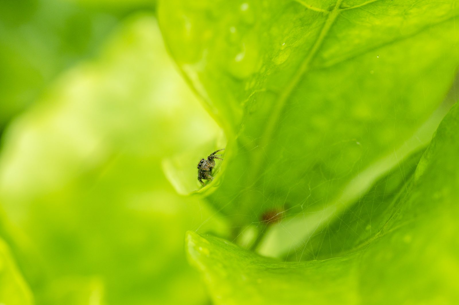 Jumping spider on a leaf