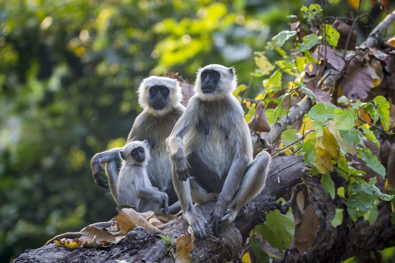 Grey langur family on a branch