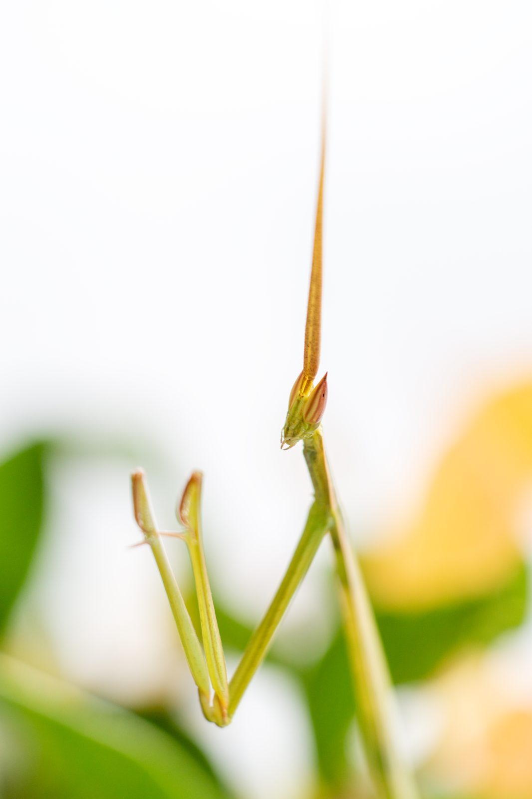 Camouflaged mantis macro