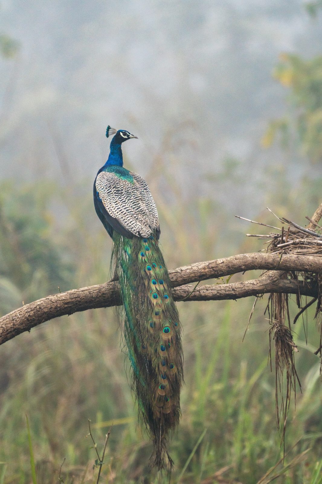 Indian peafowl on a branch