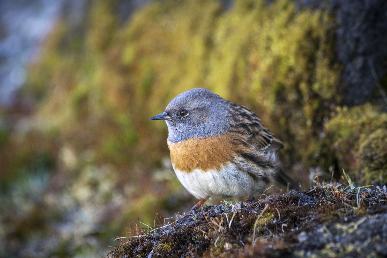 Robin accentor on mossy ground