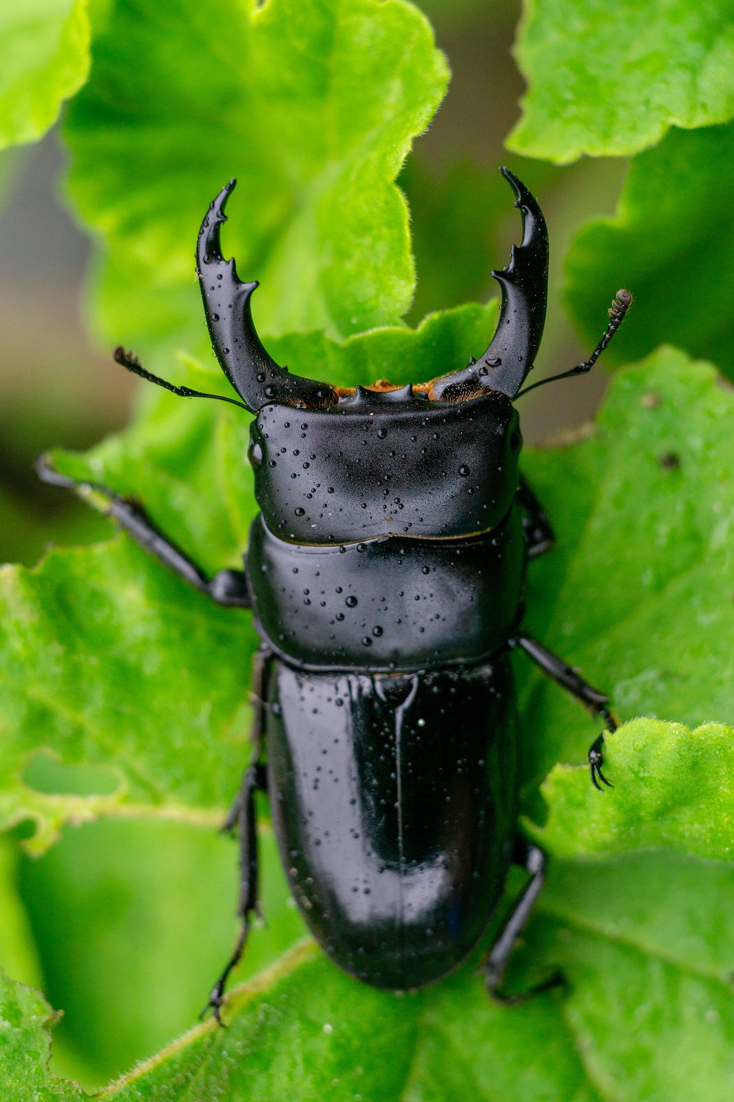 Stag beetle on a leaf