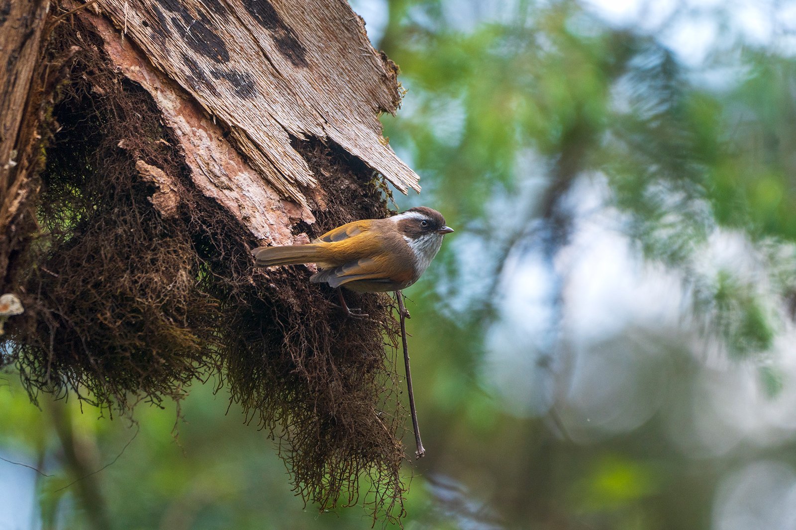 White-browed fulvetta on a mossy trunk