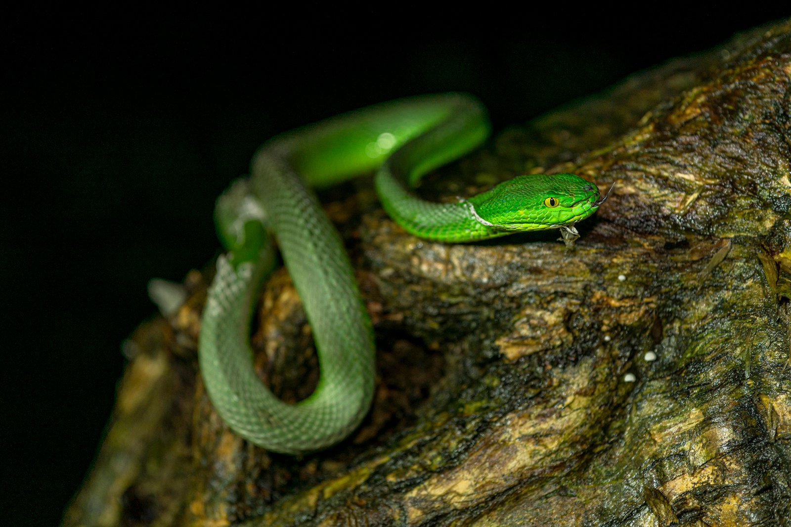 White-lipped pit viper on a branch